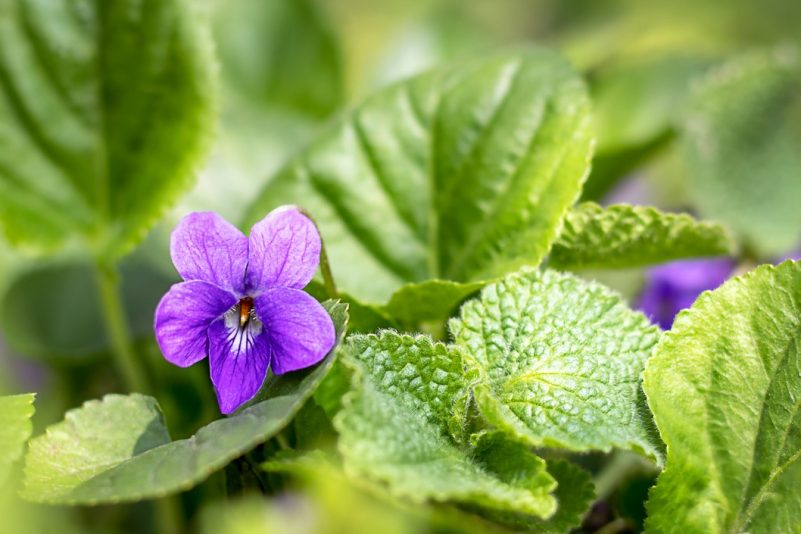 Duftveilchen (Viola odorata)