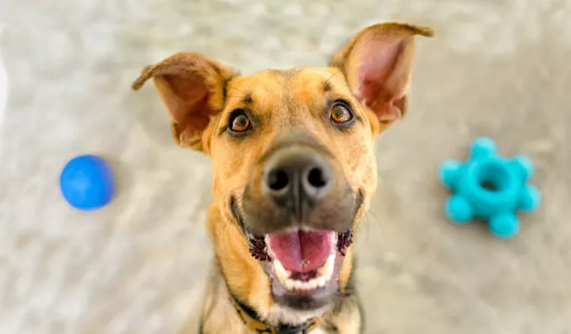 Pilze und Hunde haben eine Sprache und benutzen sie