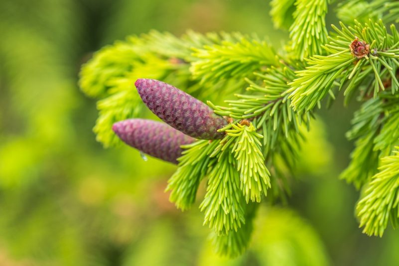 Maiwipferl am Baum