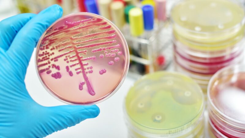 Eine goldene Lösung beseitigt Bakterien ganz ohne Antibiotika