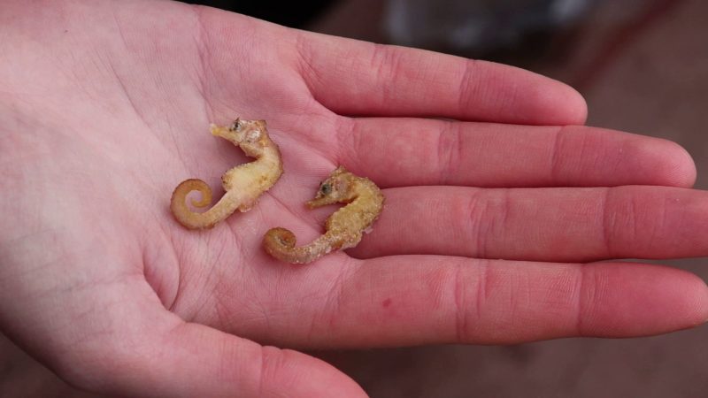 Diese zwei Kurzschnäuzigen Seepferdchen («Hippocampus hippocampus») wurden auf Wangerooge gefunden.