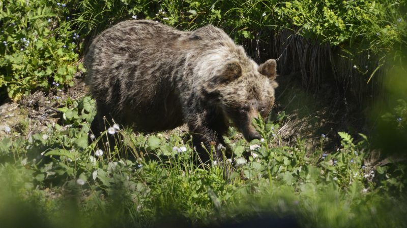 In der Slowakei gibt es mehr als tausend frei lebende Braunbären.