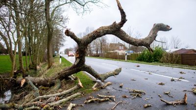 Fünf Tote durch umgestürzte Bäume in Polen