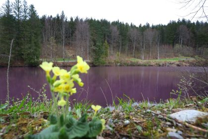 Naturspektakel im Allgäu: Purpurbakterien färben Weiher