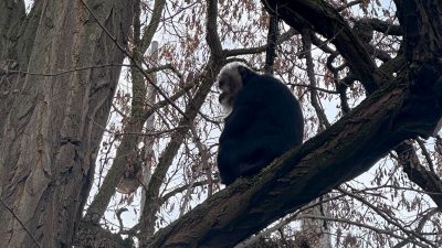 Aus Leipziger Zoo gestohlener Affe wiedergefunden