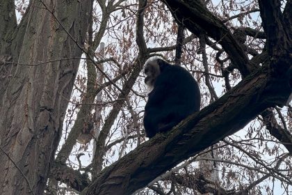 Aus Leipziger Zoo gestohlener Affe wiedergefunden