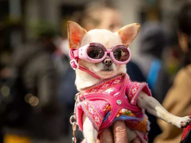 Sonnenfinsternis, aber mit Stil: Modebewusst und sicher verfolgt ein Hund in New York das Naturspektakel.