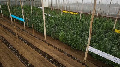 Cannabispflanzen in einem Gewächshaus in Ecuador, in dem Cannabis für medizinische Zwecke angebaut wird.