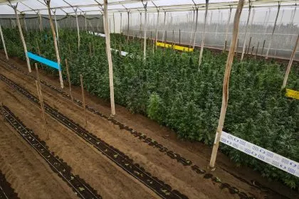 BKA: Zahl der Drogendelikte steigt - zwei Drittel betreffen Cannabis