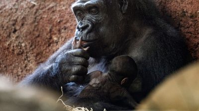 Erneut Gorilla-Baby im Prager Zoo geboren
