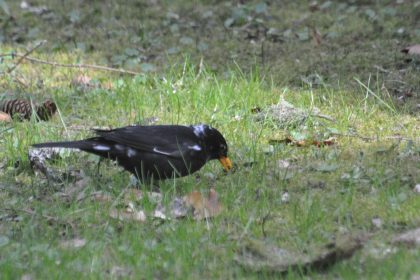 Seltenes Phänomen: Manche Vögel bleichen aus