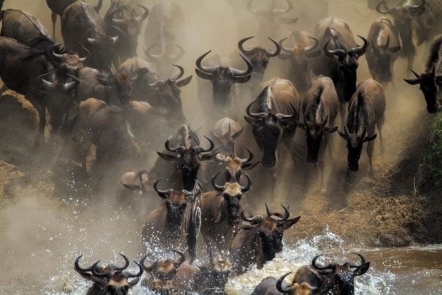 Es ist die einzige verbleibende große Gnu-Wanderung: Jedes Jahr wandern mehr als eine Million Gnus in der ostafrikanischen Savanne zwischen der tansanischen Serengeti und der Masai Mara in Kenia.