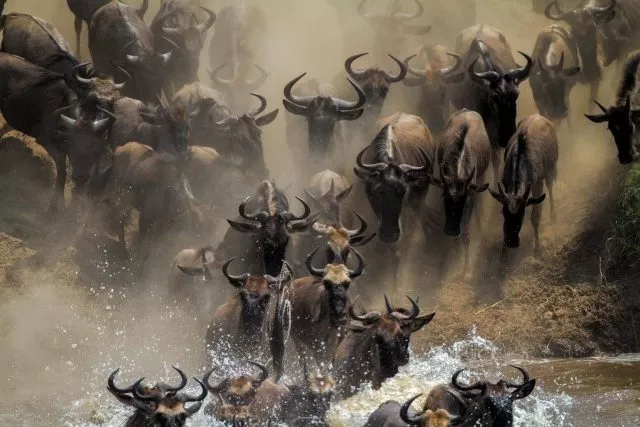 Es ist die einzige verbleibende große Gnu-Wanderung: Jedes Jahr wandern mehr als eine Million Gnus in der ostafrikanischen Savanne zwischen der tansanischen Serengeti und der Masai Mara in Kenia.