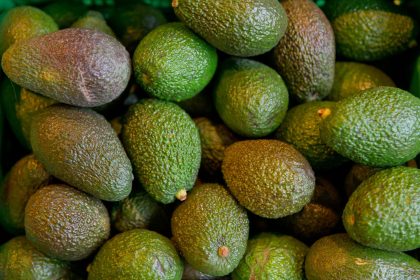 Avocado-Boom in Deutschland: Import binnen zehn Jahren mehr als verfünffacht
