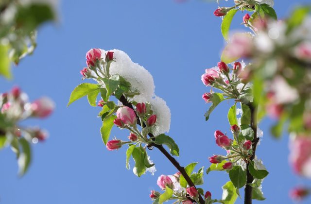 Mit Neuschnee bedeckt sind die Blüten eines Apfelbaums im bayerischen Oy-Mittelberg.