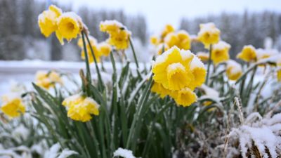 Schnee auf gelben Narzissen, auch Osterglocken genannt, die am Straßenrand stehen.