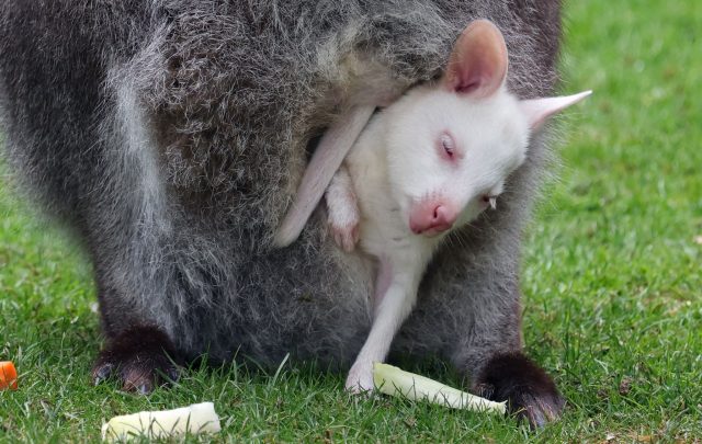 Das Kängurubaby Abigail im Beutel der Mutter im Vogelpark Marlow.