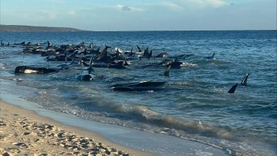 77 Wale in Schottland gestrandet – keine Rettung möglich