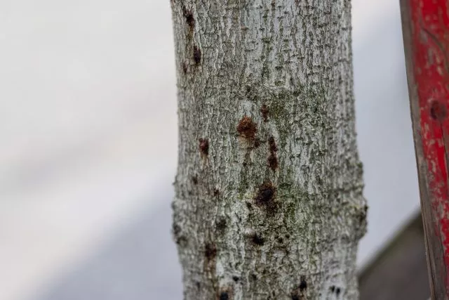Ein erkrankter Baum ist in der Innenstadt von Freiburg zu sehen. Aufgrund extremer werdender Klimabedingungen sind Bäume immer mehr biotischen und abiotischen Stressfaktoren ausgesetzt und dadurch anfällig für Schaderreger.