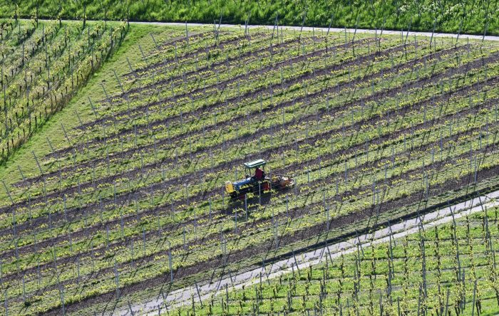 Ein Winzer bearbeitet in einem Weinberg in Stuttgart mit einem Traktor den Boden. Nach Frostnächten fürchten Winzer und Obstbauern Ernteausfälle.