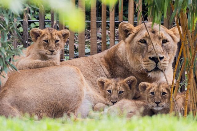 Die drei Ende Januar im Kölner Zoo geborenen Asiatischen Löwenjungen dürfen erstmals mit ihrer Mutter «Gina» auf die Außenanlage. Der Wurf ist die erste Löwengeburt im Kölner Zoo seit 20 Jahren.