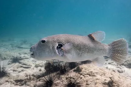 Wochenrückblick (Teil 3): Kugelfische im Mittelmeer