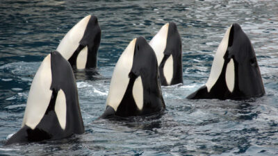 Wochenrückblick: Orcas spielen Schiff-versenken und KI lügt absichtlich