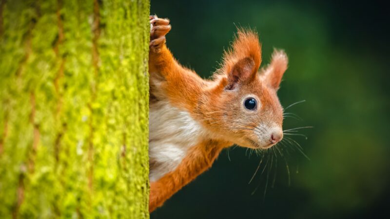 Britische Eichhörnchen übertrugen Lepra im Mittelalter