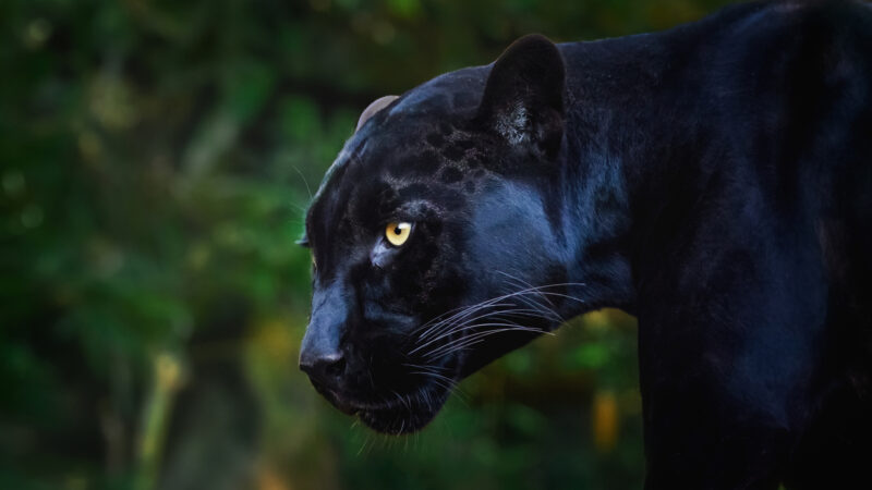 Sowohl Leopard als auch Jaguar kommen von Natur als schwarze Großkatzen vor.