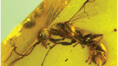 Bernstein: Längst ausgestorbene Wespe ist doppelt so alt wie gedacht