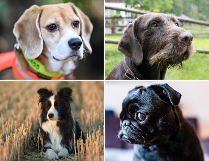 Welcher Hund hat die beste Spürnase? Diese Frage beschäftigt die Wissenschaft.