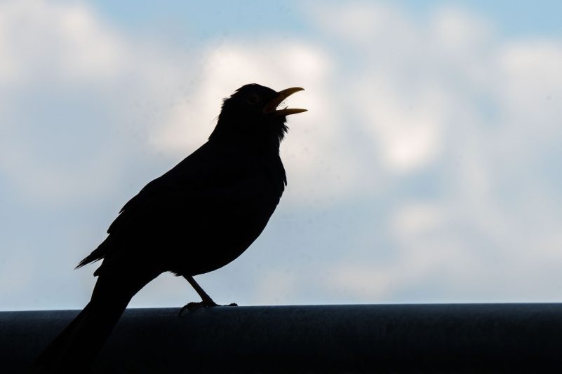 Wer bei der «Stunde der Gartenvögel» mitmachen möchte, beobachtet eine Stunde lang die Vögel im Garten, am Balkon, vor dem Fenster oder im Park.