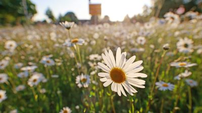 Fast überall Frühsommerwetter in der neuen Woche