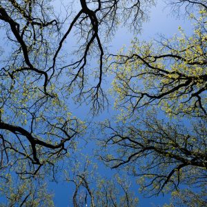 Neues Waldgesetz geplant – Skeptiker wittern grüne Kommandowirtschaft