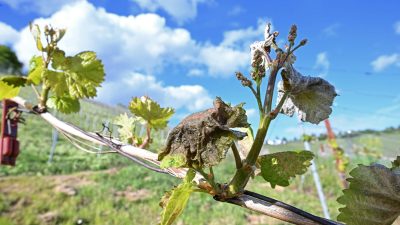Spätfrost in den Reben: Weininstitut erwartet kleinen Preissprung