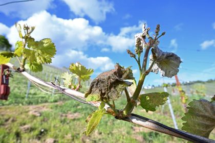 Nach Frostnächten fürchten Winzer und Obstbauern Ernteausfälle.
