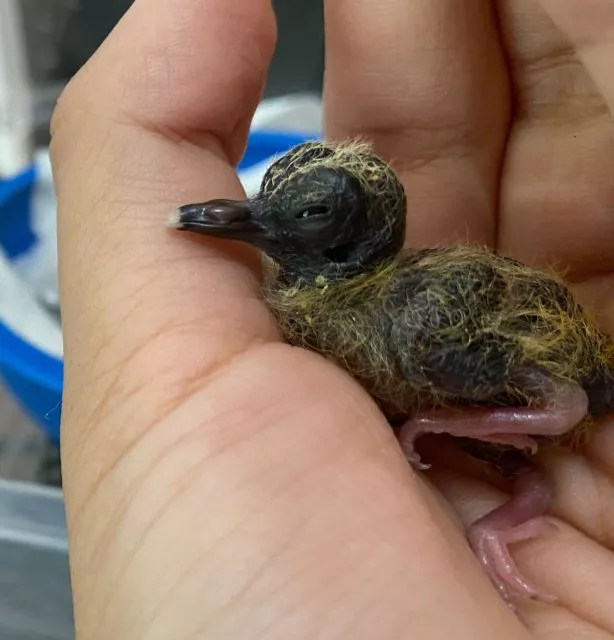 Ein Blauaugentäubchen wird von Hand aufgezogen.