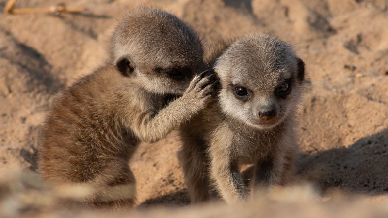 Erdmännchen leben in trockenen Regionen des südlichen Afrikas.