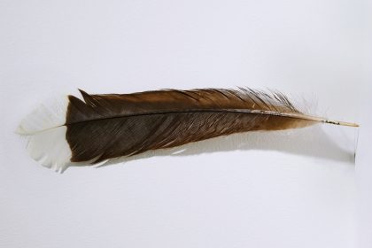 Seltene Vogelfeder zu Rekordpreis versteigert
