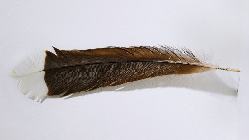 Die Feder des ausgestorbenen Huia-Vogels hat bei einer Auktion in Neuseeland einen Rekordpreis erzielt.