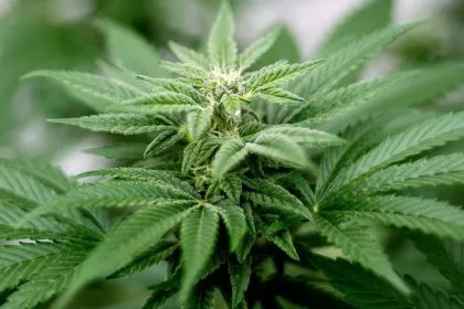 Lauterbach wirft Bayern bei Cannabis Heuchelei vor