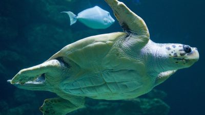 Meeresschildkröten legen Eier auffällig früh ab
