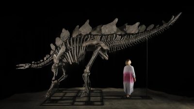 Skelett des größten Stegosaurus kommt unter den Hammer