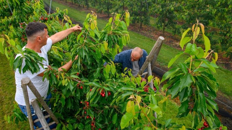 Die ersten Kirschen der Saison: Um die Früchte vor dem angekündigten Dauerregen in Deutschland zu schützen, haben die Mitarbeitenden auf einem Obsthof bei Sülzetal in Sachsen-Anhalt bereits früher als gewöhnlich mit der Kirschernte begonnen.