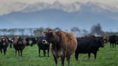 Neuseeland kippt Steuerpläne für Rinder-Emissionen