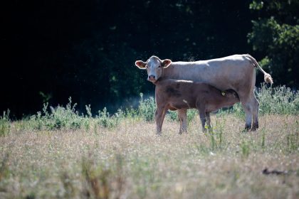 Rückgang der Schweine- und Rinderhaltungen in Deutschland setzt sich fort