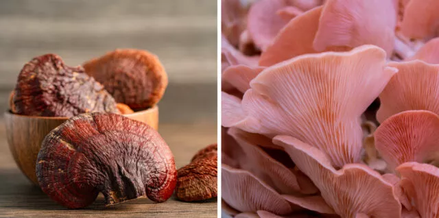 Aus Reishi und Seitling wird Leder