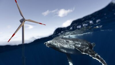 Lizenz zum Töten? NOAA erlaubt Windkraftbetreibern Walen zu schaden