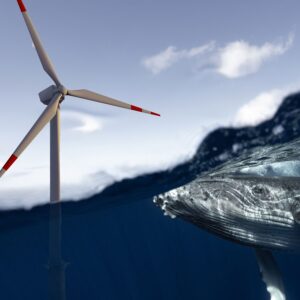 Die Doppelmoral der Energiewende: Wenn der Schutz der Meere auf „grüne Ziele“ trifft