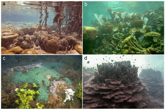 Korallen gedeihen auch unter "extremen Bedingungen", einschließlich höheren Temperaturen. 